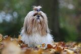 SHIH TZU 209